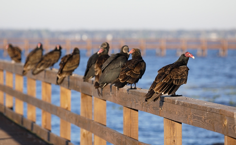 vultures-on-railing-_P3A9113--Indian-Lake-Estates,-FL