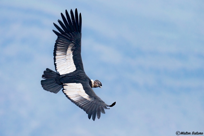 Cóndor (Vultur gryphus)