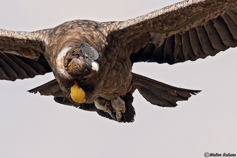 Cóndor (Vultur gryphus)