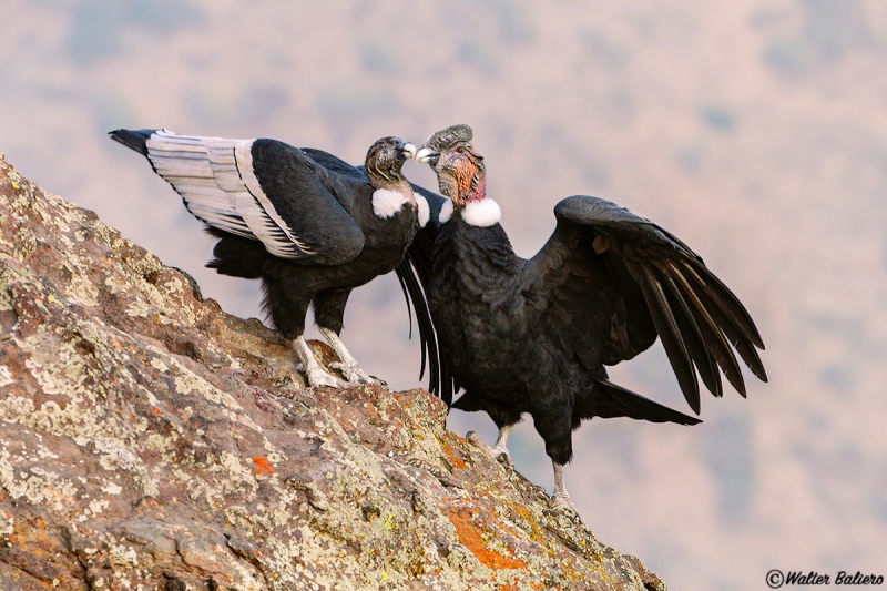 Cóndor (Vultur gryphus)