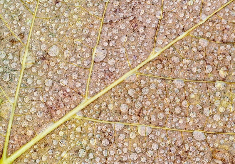 water-droplets-on-leaf-A-_A7R0544-Puerto-Ayora-Santas-Cruz-Galapagos-1