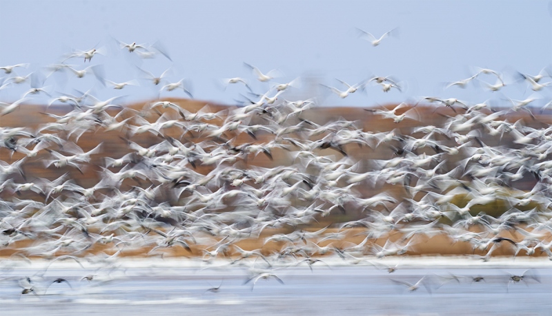 white-goose-blast-off-_A923054-Bosque-del-Apache-NWR-San-Antonio-NM-1