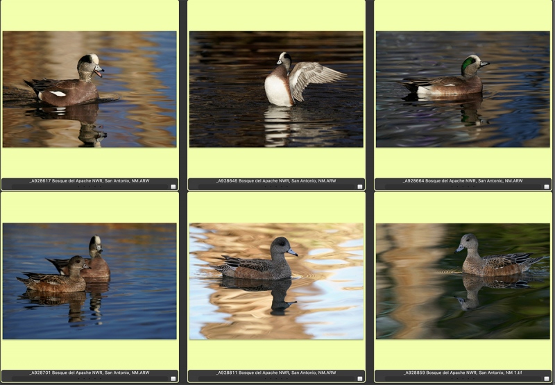 wigeon-composite