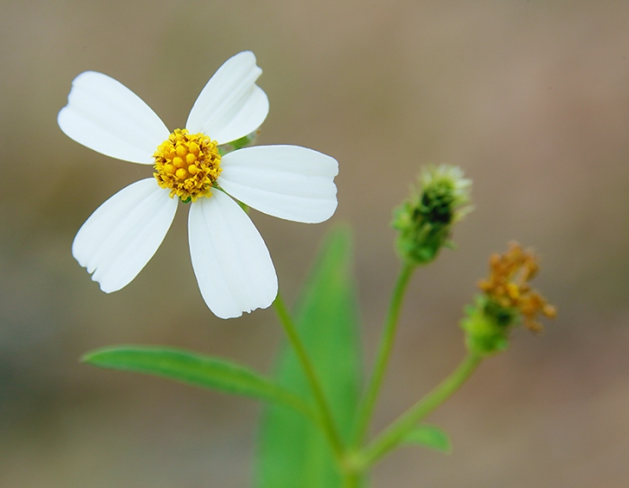 wildflower-_P3A0366--Indian-Lake-Estates,-FL