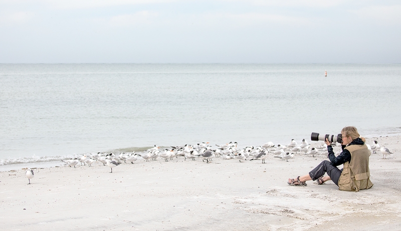 woman-photographing-tern-and-gull-flock-_P3A8780--Fort-DeSoto-Park,-Pinellas-County,-FL