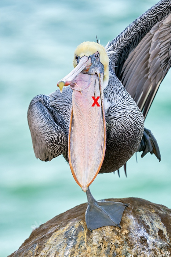 x-Brown-Pelican-start-of-wing-stretch-_A921450-La-Jolla-CA-1