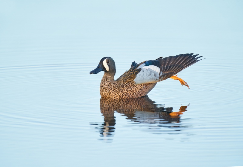 1_Blue-winged-Teal-drake-wingstretch-_A9B9258-Merritt-Island-NWR-FL-gigapixel-scale-2_00x