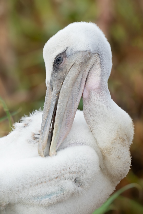 1_Brown-Pelican-CLEANED-UP-LARGE-chick-preening-_A1B2810-Jacksonville-FL