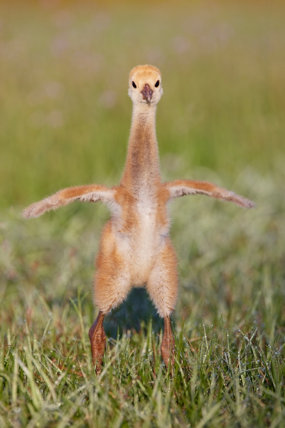 1_Sandhill-Crane-chick-flapping-in-place-_91A1873-Indian-Lake-Estates-FL