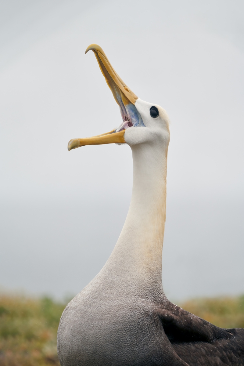 1_Waved-Albatross-clacking-display-_A7R2978-Punta-Suarez-Espanola-Hood-Island-Galapagos-1