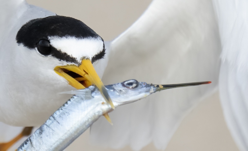 200-pct-crop-Least-Tern-with-fish-for-young-_A1A1278-Southeast-Florida