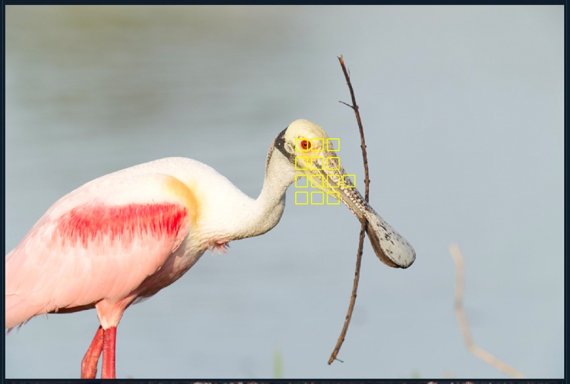 AF-points-spoonbill-w-stick