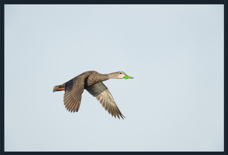 AF-pts-Mottled-Duck-1