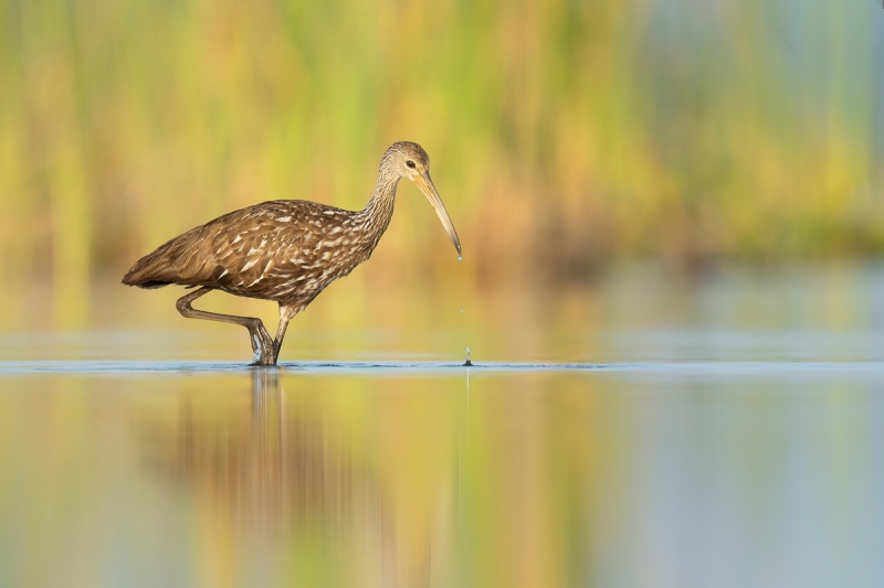 Adult-Limpkin-foraging-_A1A0486-Indian-Lake-Estates-FL-