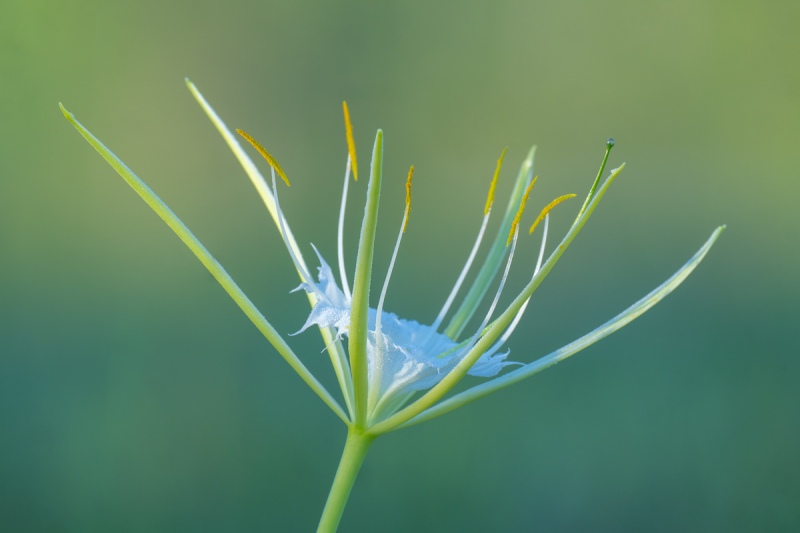 Alligatorlily-Hymenocallis-palmeri-_A1B3594-Indian-Lake-Estates-FL