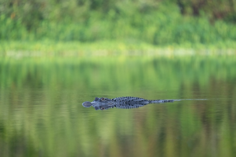 American-Alligator-floating-in-canal-_A1B0918-Lake-Woodriff-NWR-Deland-FL
