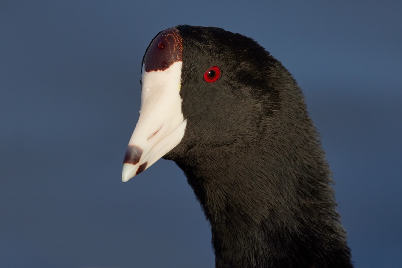 American-Coot-head-portait-_Q5A0262-Lakeland-FL-1-gigapixel-scale-2_00x