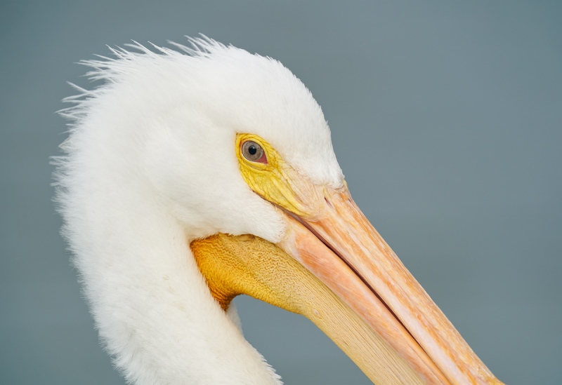 American-White-Pelican-head-portrait-_A920266-Lakeland-FL