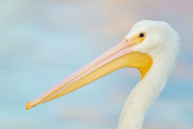 American-White-Pelican-immature-head-portrait-in-soft-light-_A922869-Lakeland-FL