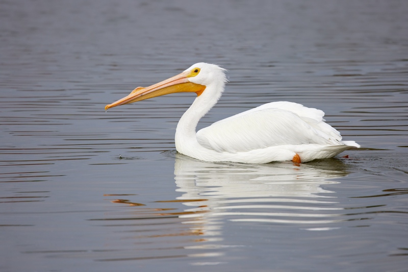 American-White-Pelican-swimming-_91A1302-Lakeland-FL