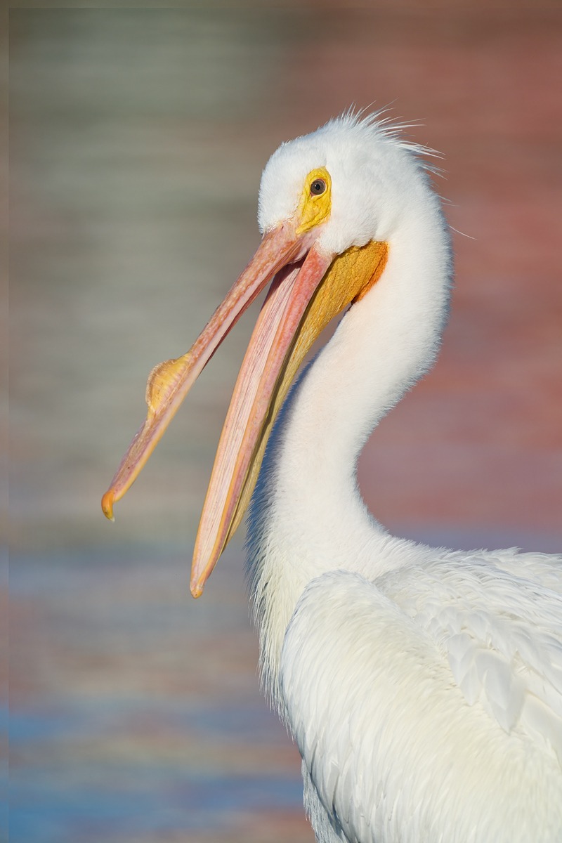 American-White-Pelican-w-bill-open-_DSC2467-Lakeland-FL