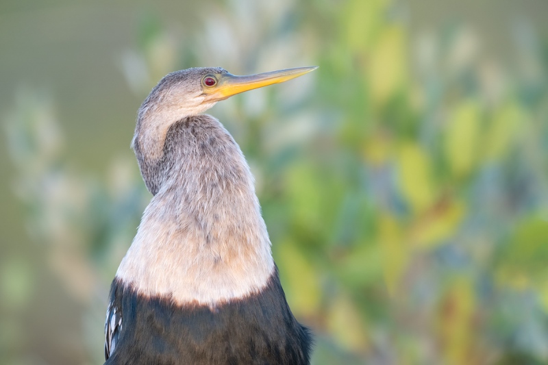 Anhiga-female-perched-in-low-light-_DSC6509-Merritt-Island-NWR-FL