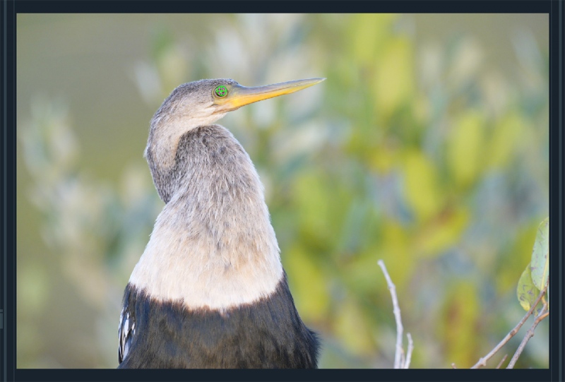 Anhinga-AF-PTs1