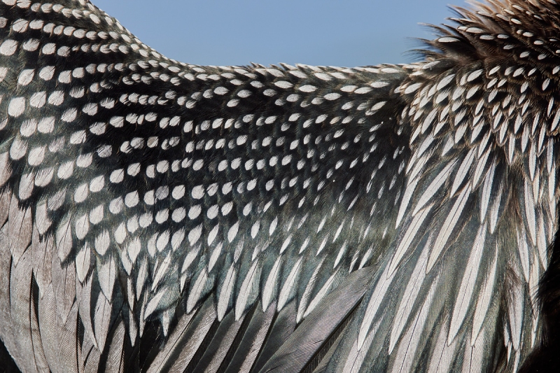 Anhinga-feather-detail-_Q5A1793-Lakeland-FL-1