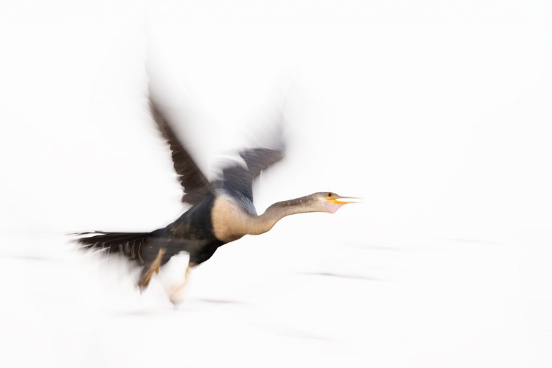 Anhinga-take-off-blur-_A1A6774-Lake-Kissimmee-FL-