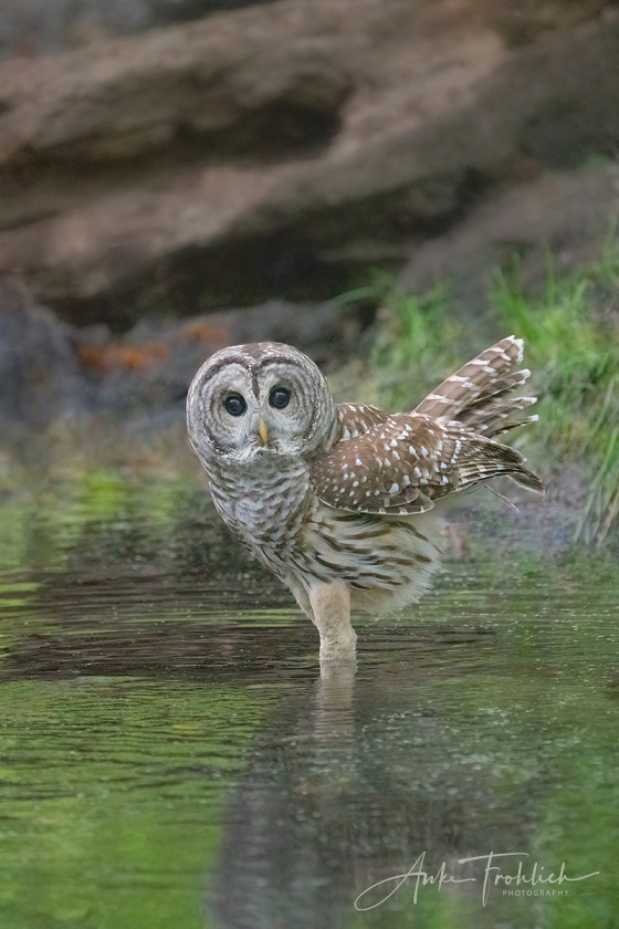 BLOG-Barred-OWL-Barry-am-PS-DSC00365-2