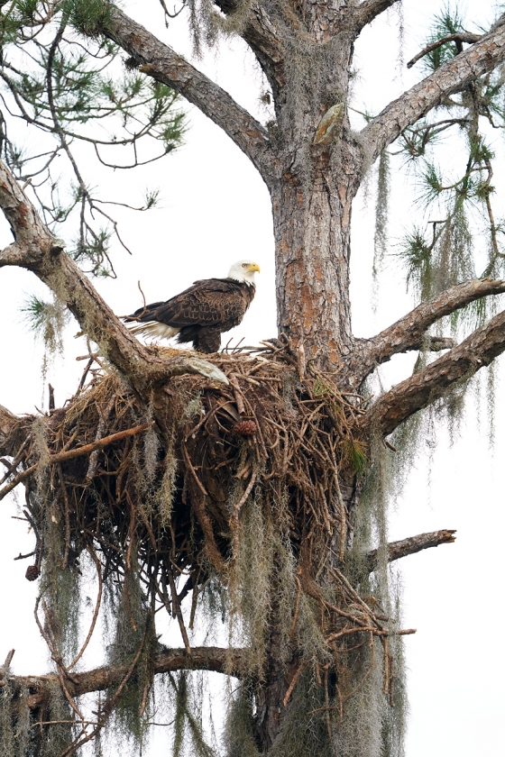 Bald-Eagle-at-old-Osprey-nest-_A9B7621-Indian-Lake-Estates-FL-1