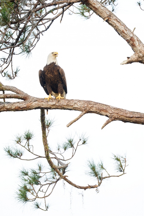 Bald-Eagle-calling-near-nest-_A9B7649-Indian-Lake-Estates-FL-1