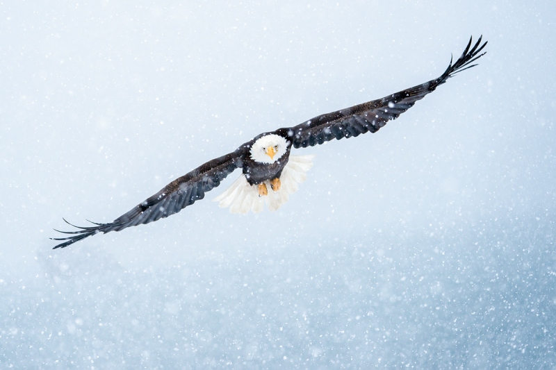 Bald-Eagle-in-snowstorm-_A927918-Kachemak-Bay-AK