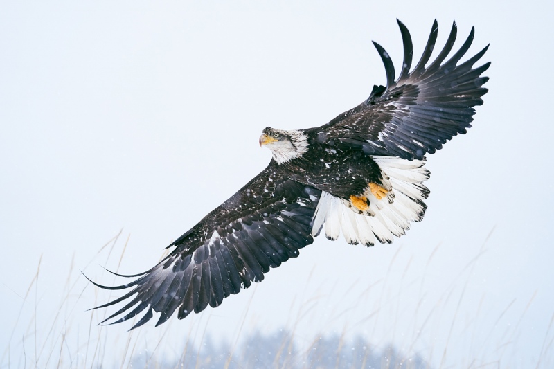 Bald-Eagle-sub-adult-_A927500-Kachemak-Bay-AK-1