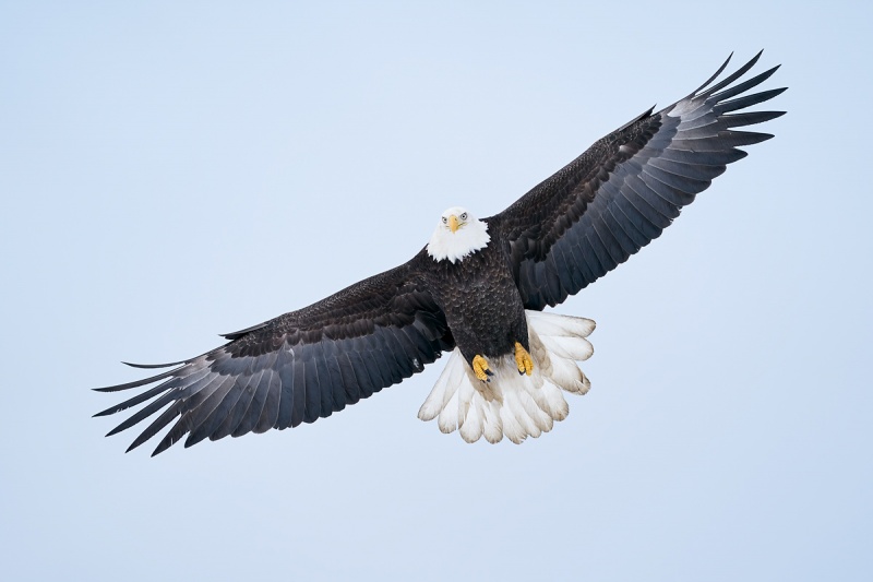 Bald-Eagle-t-shot-flight-from-below-_A9B5824-Kachemak-Bay-AK-1