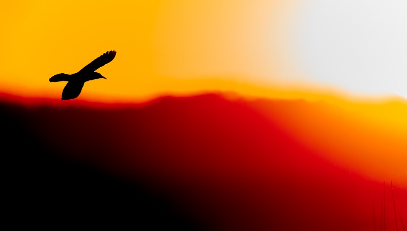 Biat-tailed-Grackle-at-sunset-PANO-_A924775-Indian-Lake-Estates-FL