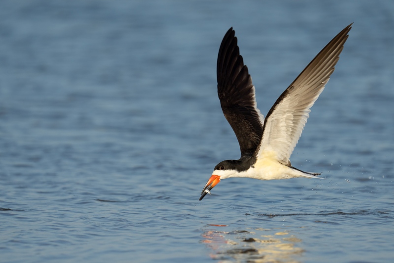 Black-Skiimer-with-fish-_A1A5554-Fort-DeSoto-FL-