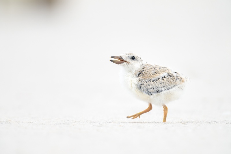 Black-Skimmer-chick-about-12-days-old-_A1B4278-Nickerson-Beach-Lido-Beach-NY