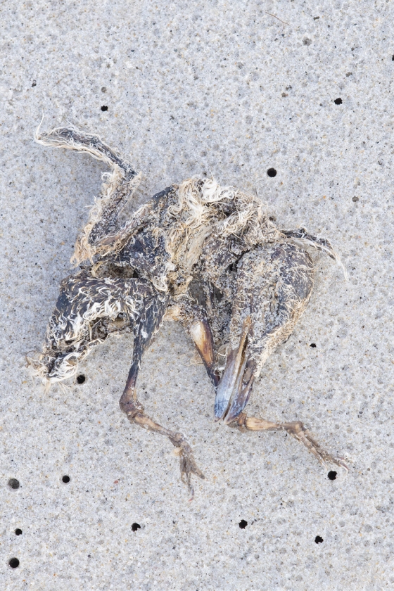 Black-Skimmer-chick-carcass-_A1B9163-Nickerson-Beach-Lido-Beach-NY