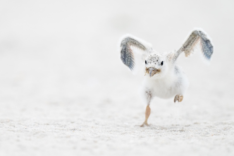 Black-Skimmer-chick-running-for-food-_A1B4972-Nickerson-Beach-Lido-Beach-NY