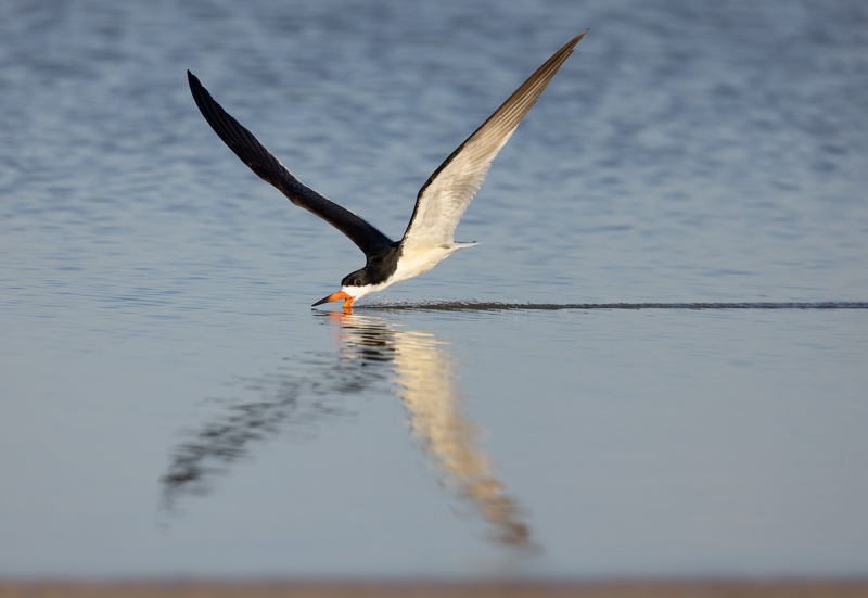 Black-Skimmer-skimming-DONNA-_93A0923