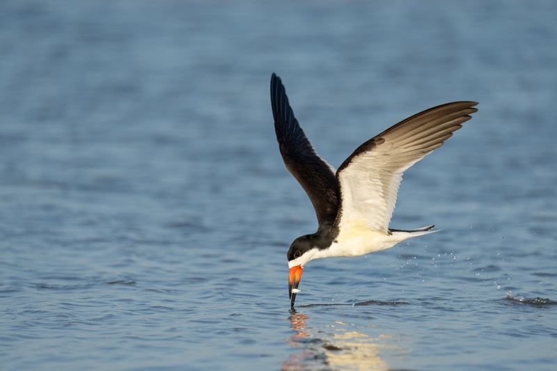 Black-Skimmer-with-fish-lifting-head-_A1A5553-Fort-DeSoto-FL-