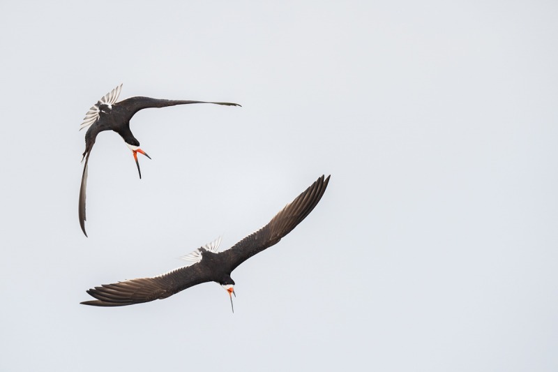 Black-Skimmers-aerial-battle-_A1B9098-Nickerson-Beach-Lido-Beach-NY