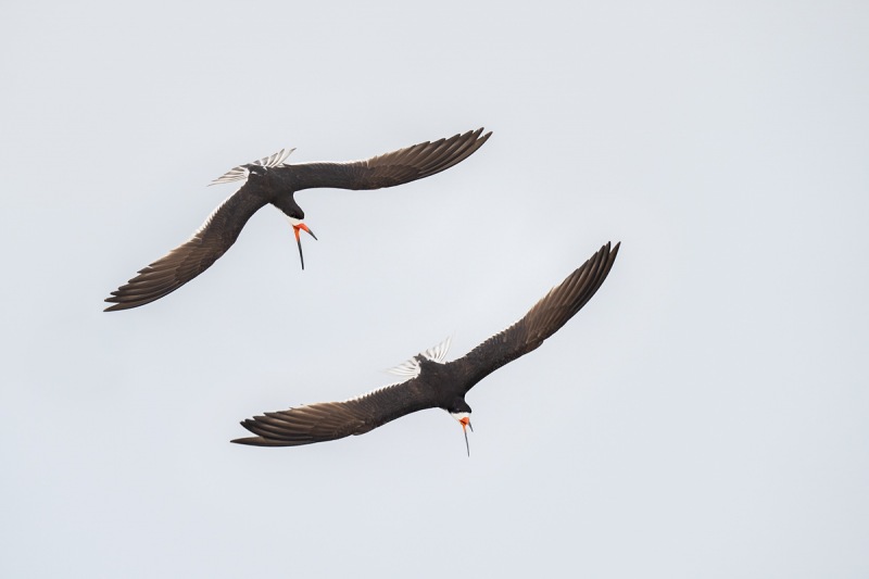 Black-Skmmers-aerial-battle-COMPOSITE_A1B9102-Nickerson-Beach-Lido-Beach-NY