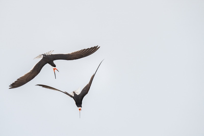 Black-Skmmiers-aerial-battle-_A1B9102-Nickerson-Beach-Lido-Beach-NY