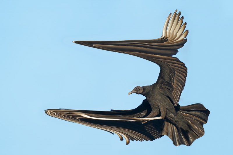 Black-Vulture-LIQUEFY-braking-to-land-_A9B7213-Indian-Lake-Estates-FL-1-copy