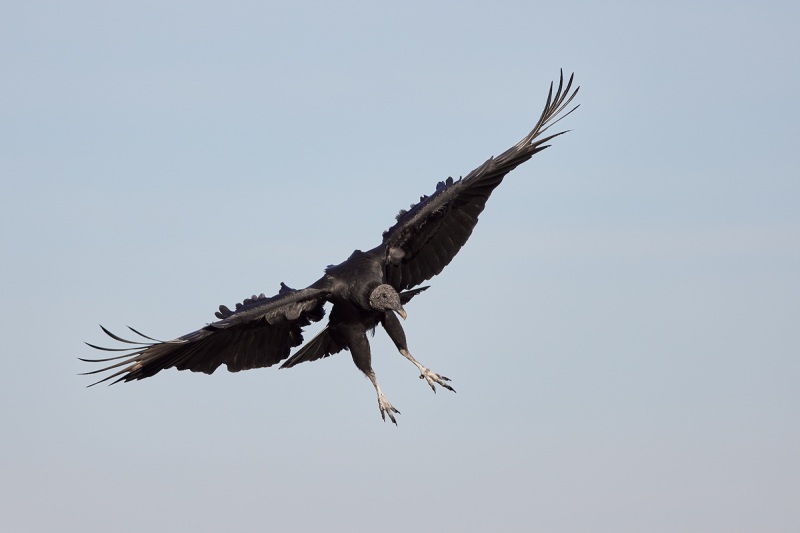 Black-Vulture-braking-to-land-_91A1775-Indian-Lake-Estates-FL