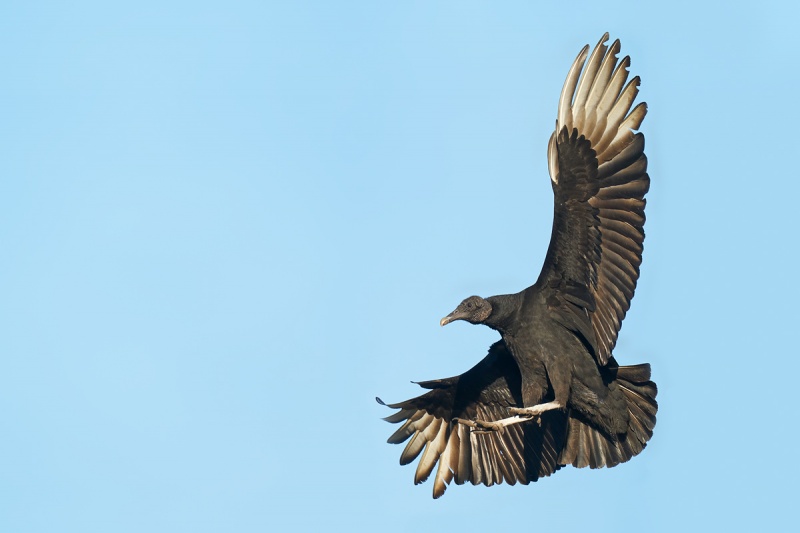 Black-Vulture-braking-to-land-_A9B7213-Indian-Lake-Estates-FL-1