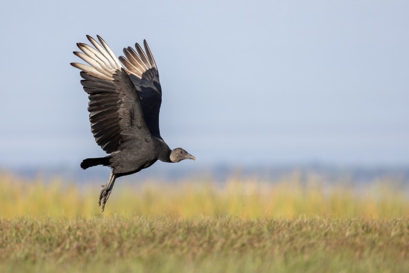 Black-Vulture-takng-flight-_Q5A6848-Indian-Lake-Estates-FL