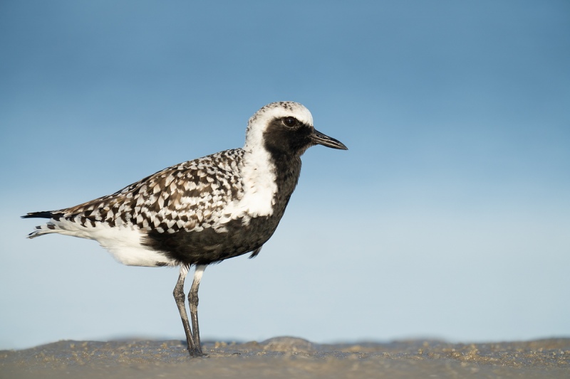 Black-bellied-Plover-breeding-plumage-_A1A9634-Indian-Lake-Estates-FL-